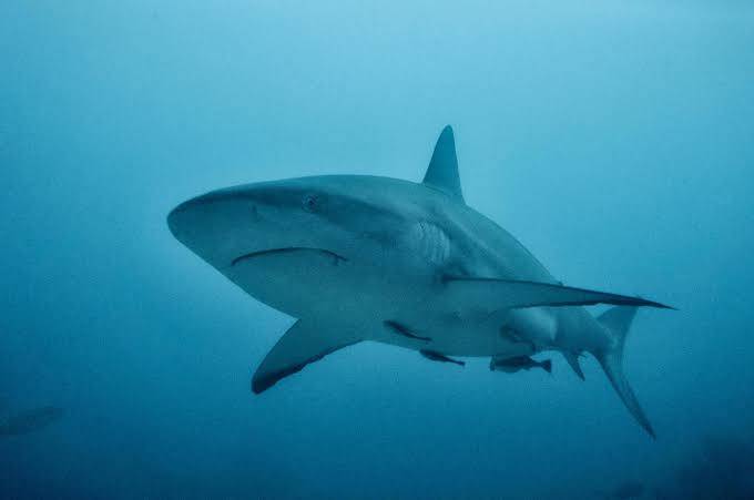 Shark kills swimmer off beach in Western Australia: police