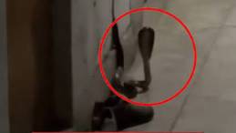 Snake slithers into Islamic University hostel, students fight back with cricket bat