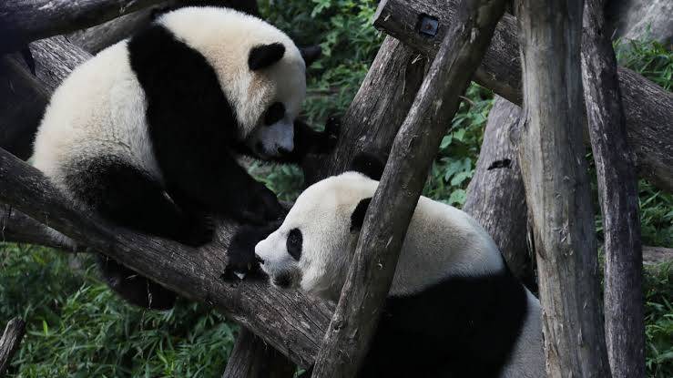 Two giant pandas, emblems of China soft diplomacy, arrive in US