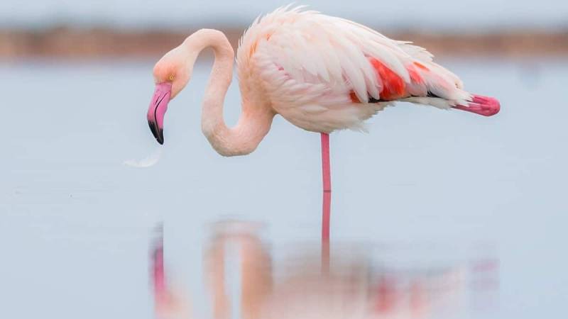 Three accused sent to Adiala Jail over flamingo poaching at Rawal Dam