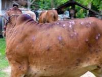Several cattle die as lumpy skin disease hits several KP districts