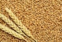 TCP receives 13 bids for import of 750,000 metric tons wheat