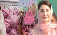 Fan showers 100 maunds of roses on Maryam Nawaz in Multan