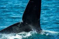 Trump admin overhauls key protection for endangered species