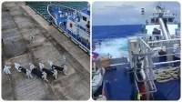 Philippines says Chinese ship 'rammed' govt vessel in South China Sea