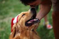 Dog pesters burglar to play