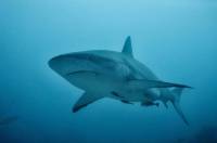 Shark kills swimmer off beach in Western Australia: police