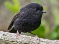 New Zealanders pick endangered black robin as Bird of the Year