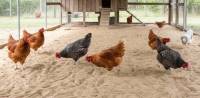Python found behind mysterious disappearance of chickens in India