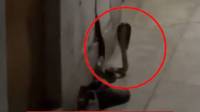 Snake slithers into Islamic University hostel, students fight back with cricket bat