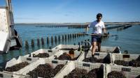 Scientists warn Europe’s intensifying marine heatwaves threaten its fisheries