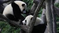 Two giant pandas, emblems of China soft diplomacy, arrive in US