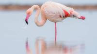 Three accused sent to Adiala Jail over flamingo poaching at Rawal Dam