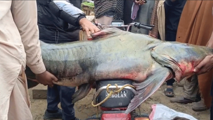 Fisherman catches 102kg fish in Narowal, offers to sell for Rs200,000