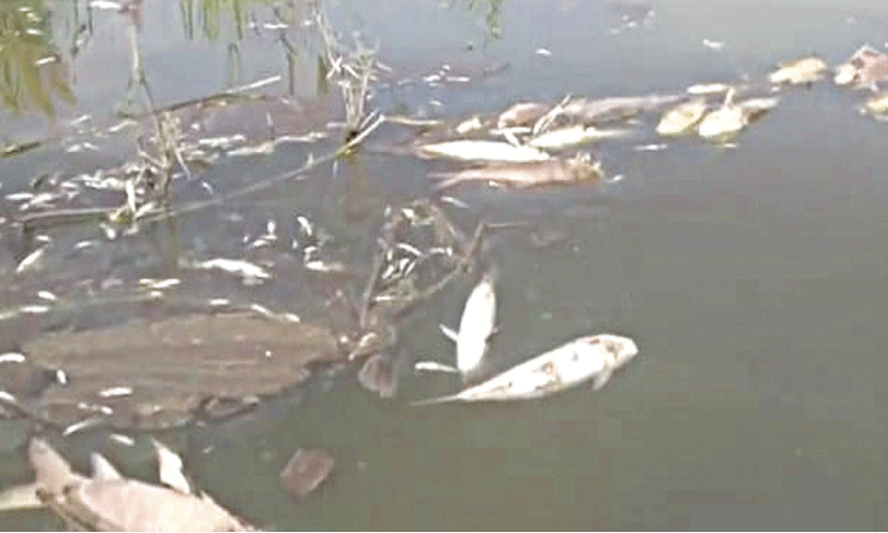 Thousands of fish die after suspects poison a pond in Sindh